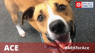 *ADOPTED* Meet Ace!  Mixed Breed ▪ Dover, NH