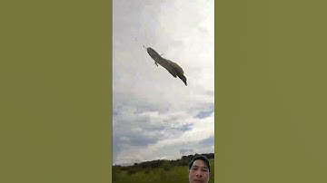 Nhấp CÁ LÓC vịt mồi/Click on the bait for the snakehead fish.