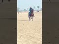 Mashallha Nezabazihorse Wah Jaj Wah 2025 Horse Mashallha Nezabazihorse Wah Jaj Wah 2025 Horse