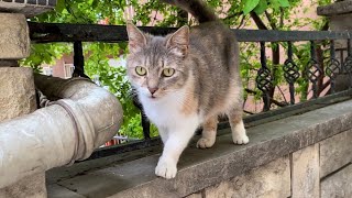 Beautiful and cute Cats living on the street. I gave them food 😍 by World of Sweet Cats 152 views 10 days ago 1 minute, 18 seconds