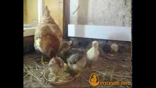 Квочка с цыплятами, возраст 22 дня(Цыплятам 14 января исполнилось 22 дня., 2014-01-14T20:27:42.000Z)