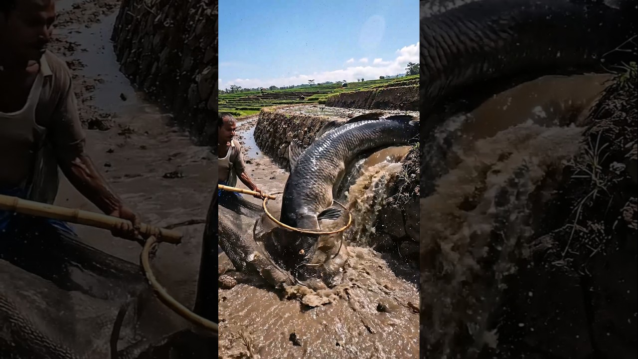 Wow! Amazing Polo Fishing Videos ! Best Big Fish Catching ! Primitive Technique fishing #fish #india