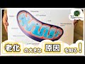 驚きの発見!若さの鍵を握る細胞の中のミトコンドリアの本当の姿・・・|#05 大阪大学 吉森保先生