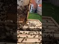 #honeybee #honey #queenbee #bee #onehive #hivelife