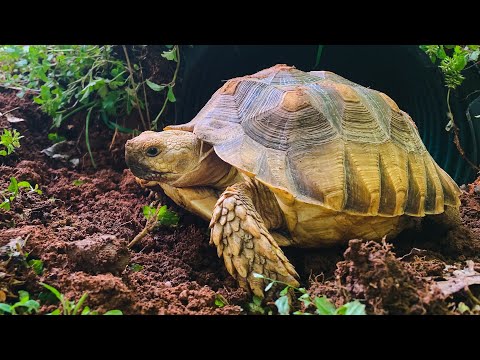 Videó: Szabadtéri élőhely építése a Sulcata teknős számára