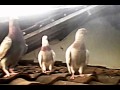 Jenis Dada Burung Merpati Kebutan
