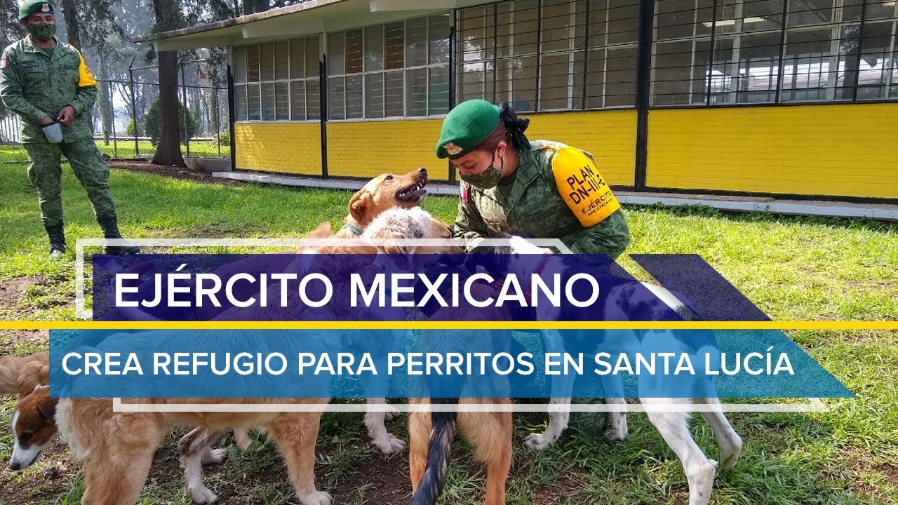Ejército Mexicano crea refugio para perritos que deambulan en el nuevo Aeropuerto de Santa Lucía