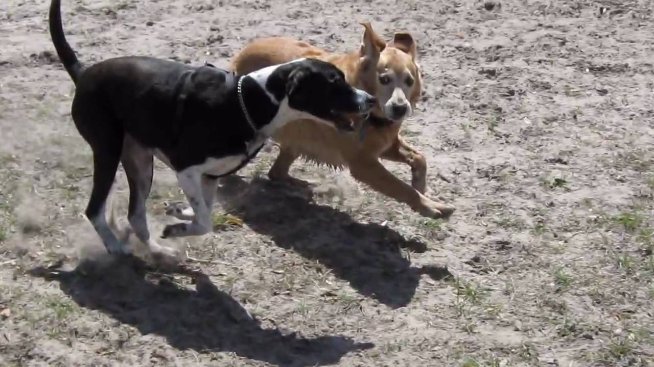 Barkley Square Dog Park Deland, FL YouTube