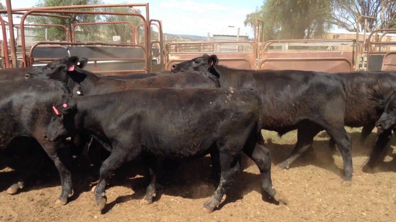 30 FEEDER STEERS YouTube