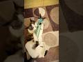 Big Merp’s new catnip toy (funny #cat #shorts)