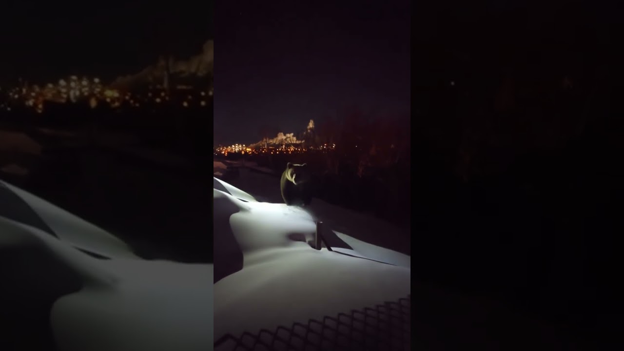 Опят ОН с цепи сорвался  !