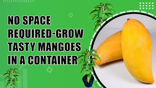 Nam Doc Mai Mango - A High-Yield Dwarf Tree for Container Growing screenshot 2