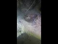 Night Diving for Lobsters and Seafood – Live from the Coral Reef | Huge Catch Underwater