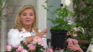 Girl Next Door 1-Piece Scentables Rose Live Plants on QVC