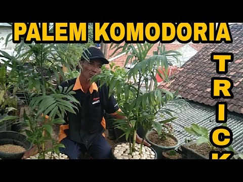 Video: Cara Merawat Pohon Palem Hamedorea