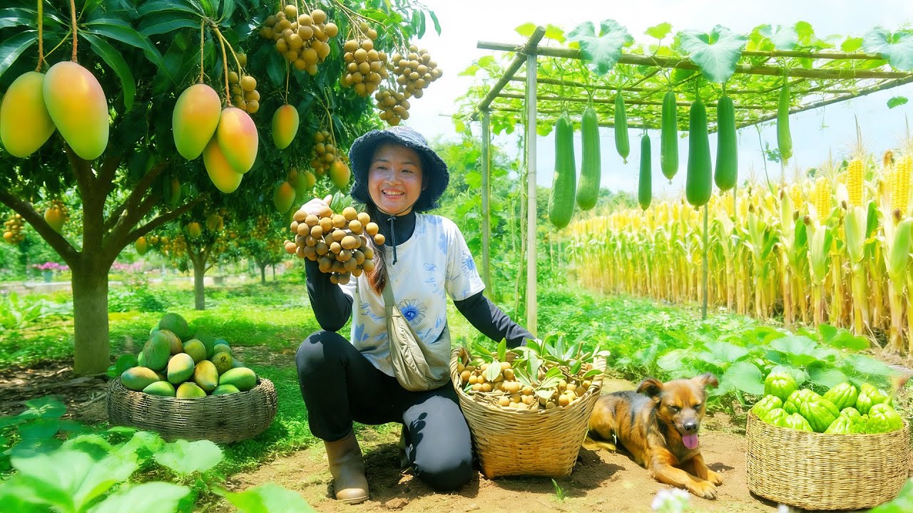 Harvest: Longan, Mangoes, Chayote, Luffa, Sweet Corn Take To The Market To Sell – Peaceful Life