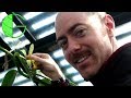 How to pollinate the Vanilla orchid, step by step