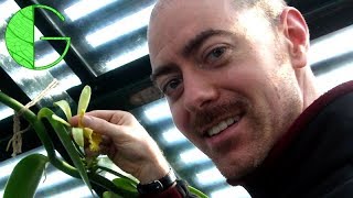 How to pollinate the Vanilla orchid, step by step