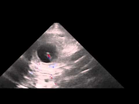 Diagnostyka ciąży u psa i kota (USG doppler, RTG). Badanie z użyciem dopplera.