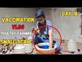 Poultry vaccination detail  vlog     small scale golden misri farming at home day 18