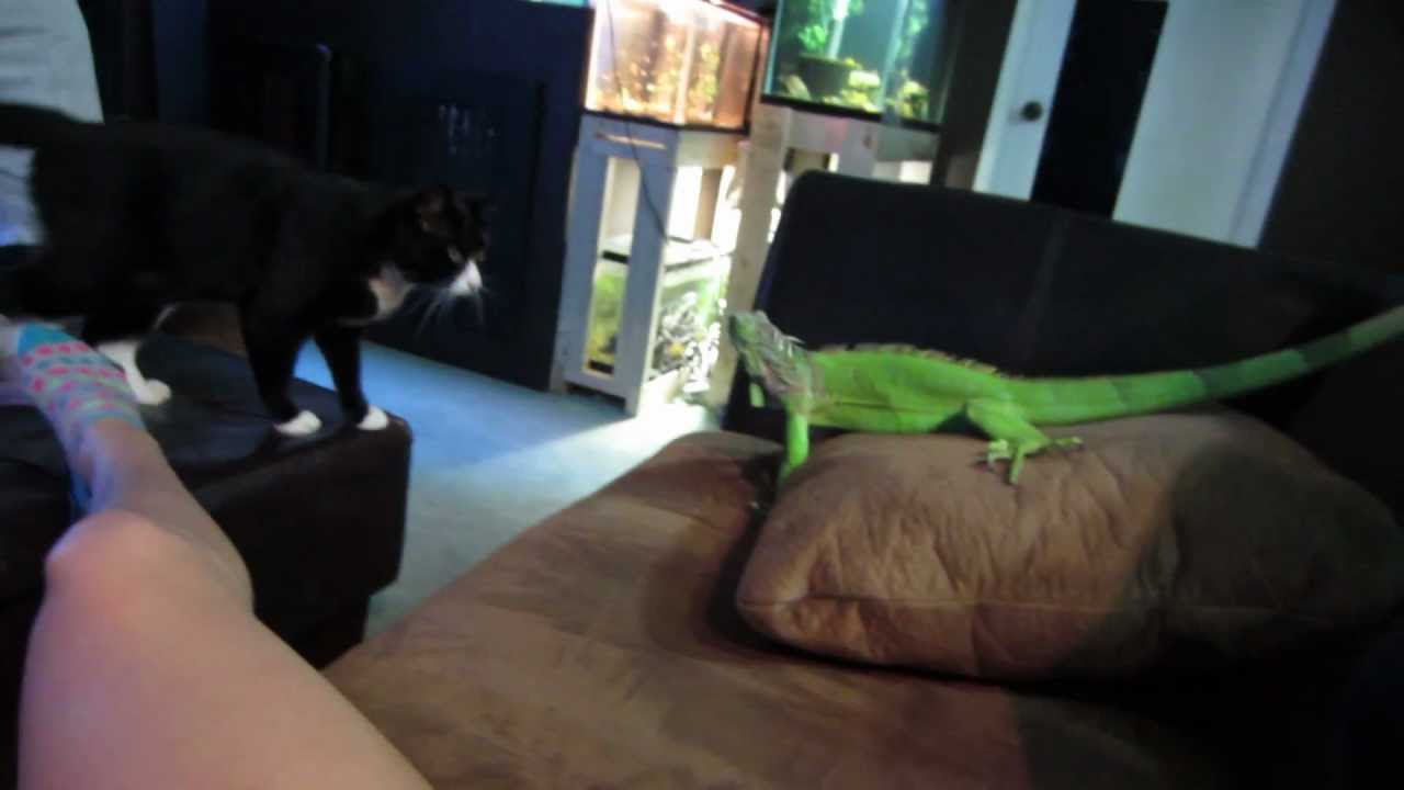 Cat & Iguana YouTube