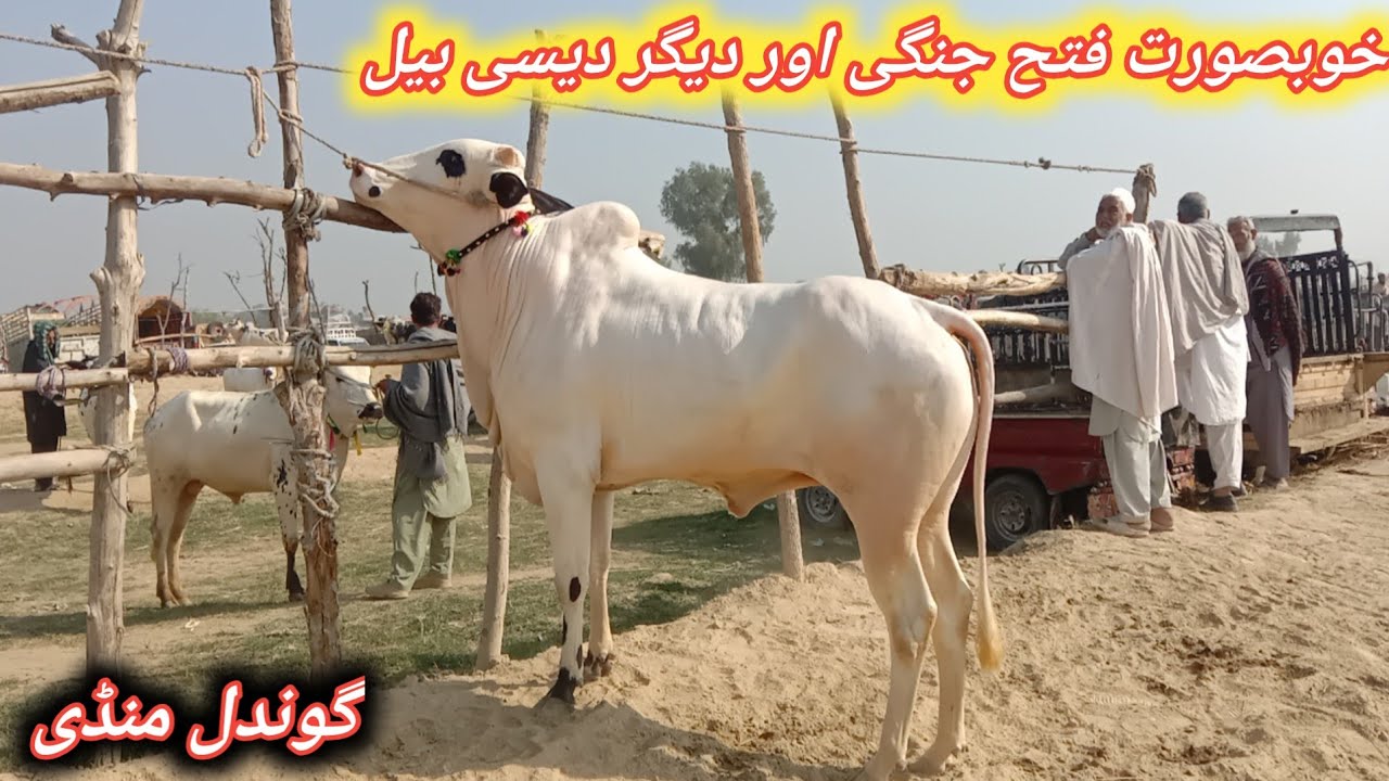 Beautiful Fateh jangi And Desi Bulls Fresh Update Today At Gondal Maweshi Mandi Attock 