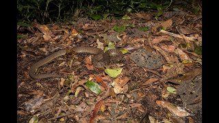 Relocating a dangerously venomous Rough Scaled Snake from the road