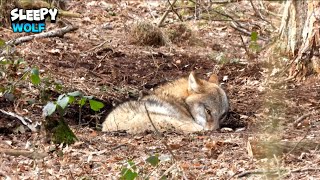 Beautiful Wolf Sleeping Peacefully