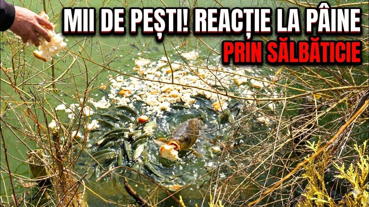 ASA CEVA NU VEZI MEREU ❗SPECTACOL DE PRIMĂVARĂ..🐟