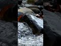 ASMR water fall #shorts #waterfall #asmr