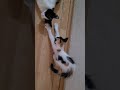 😿🐱 This kitten was late to the milk party…🥺🍼 her reaction is absolutely adorable! 🐾💖  #shorts #asmr