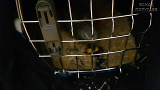 Попугай жако птенец Шелдон учится кушать тыкву