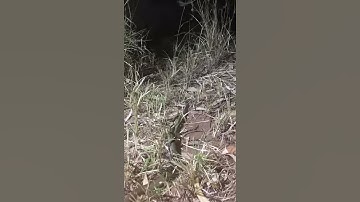 Wild Olive Python Liasis olivaceus