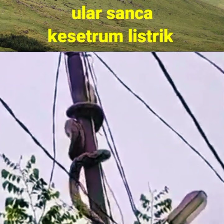 ULAR SANCA KESETRUM LISTRIK 😯😯#shorts #shortsfeed #ularsanca #viral
