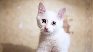 Two white kittens for adoption. by Stela and the cats 200 views 6 months ago 2 minutes, 21 seconds