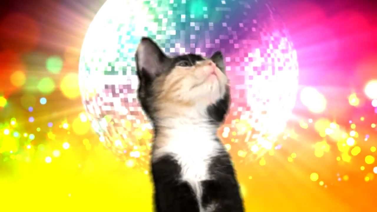 Kittens a GoGo Cat Dance Party YouTube