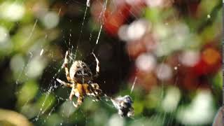 Spider - Macro Clip