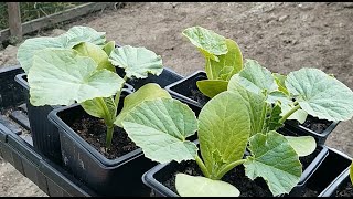 My Mini Homestead creating a Pumpkin Patch