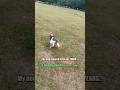Does your dog ignore fetch? Do this instead #dogtraining #fetchtraining #puppytips #dogtrainingtips