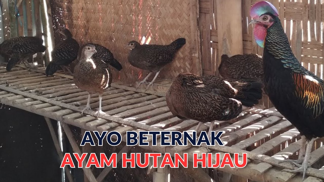 SEPUTAR USAHA PETERNAKAN AYAM HUTAN HIJAU RUMAHAN