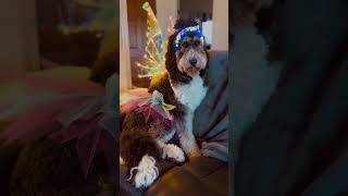 ✨She Was a Fairy ✨ | Funniest Pets of the Week
