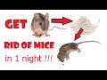 Get rid of mice in 1 night / Избавиться от мышей за 1 ночь. Гуманный способ / A humane way