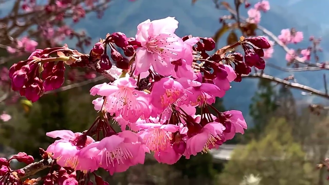 清境農場櫻花季｜在青青草原觀看綿羊秀，粉粉嫩嫩的櫻花，搭配上遼闊的高山景色，空中步道超優視野…