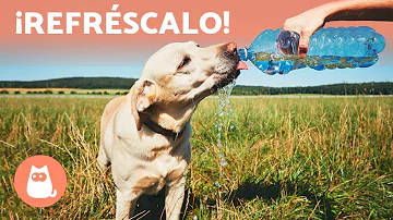 ¿Cómo refrescar a un perro apestoso?