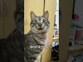 猫の寝方に隠れた意味