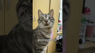 猫の寝方に隠れた意味