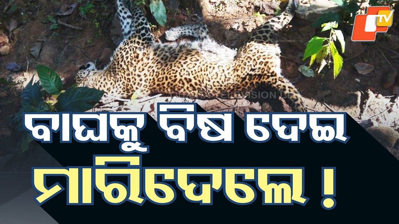 Tiger Found Poisoned to Death in Kusumdihi Section of Sundargarh Forest