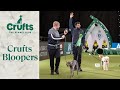 Dogs doing funny things  the ultimate crufts dog bloopers