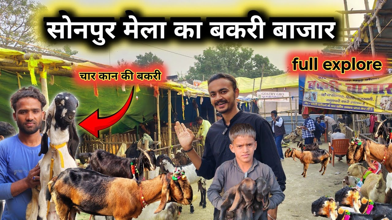  चार कान की बकरी | sonpur mela bakri bazar | Sonpur Mela 2025 | sonpur mela bakra mandi 