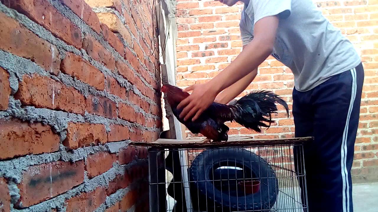 Entrenamiento básico para gallos
